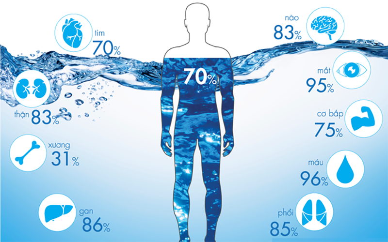 Nước chiếm 70% cơ thể con người