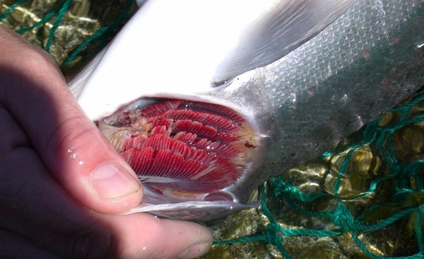 Cá bị bệnh nấm có thể dùng để chữa trị nhiễm trùng mang vi khuẩn và viêm loét da.