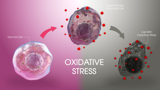 Oxidative stress (OS) sản sinh do nồng độ ROS tăng nhanh