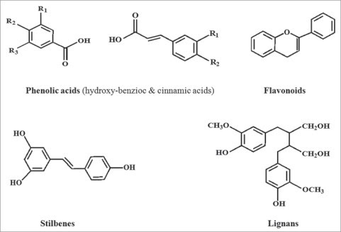 Cấu tạo hóa học giải thích Polyphenol là gì